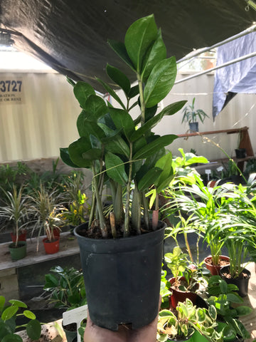 Zamioculcas zamiifolia (ZZ Plant)