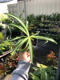 Chlorophytum Comosum (Spider Plant)