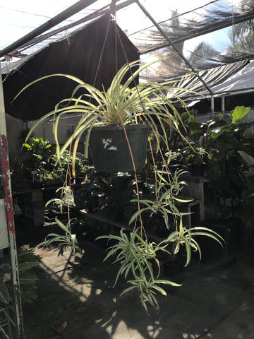 chlorophytum comosum atlantic Chlorophytum comosum (Spider Plant) – Ricardo's Nursery