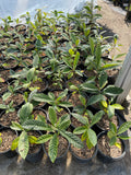 Loquat / Mispero - Eriobotrya japonica