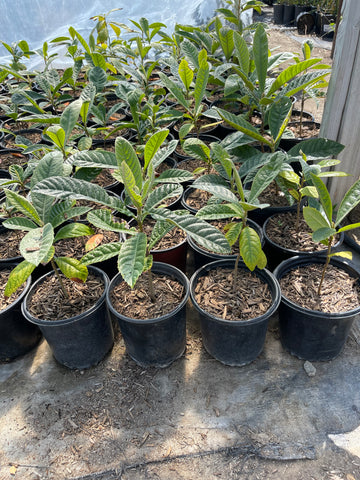 Loquat / Mispero - Eriobotrya japonica