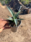 Agave tequilana  (Tequila Agave)