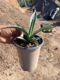 Agave tequilana  (Tequila Agave)