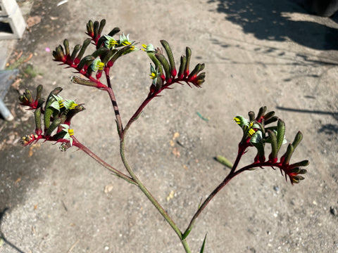 kangaroo paw succulent Anigozanthos 'Regal Velvet' (Kangaroo Paw) – Ricardo's Nursery