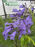 Jacaranda mimosifolia