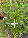 Jasminum angulare  (South African Jasmine)