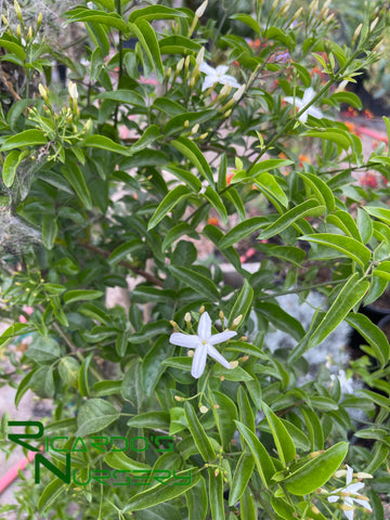 Jasminum angulare  (South African Jasmine)