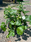 Jasminum sambac (Arabian Jasmine)