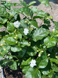 Jasminum sambac (Arabian Jasmine)