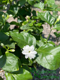 Jasminum sambac (Arabian Jasmine)