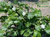 Jasminum sambac (Arabian Jasmine)