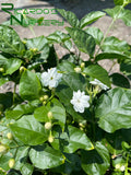 Jasminum sambac (Arabian Jasmine)