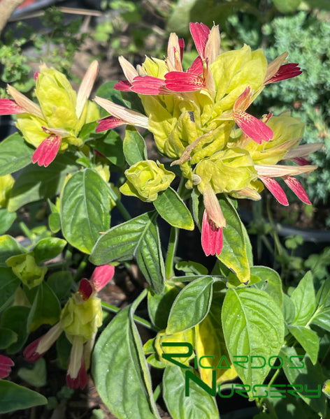 Justicia brandegeana 'Fruit Cocktail' (Fruit Cocktail Shrimp Plant) –  Ricardo's Nursery