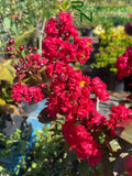 Lagerstroemia 'Dynamite Red'  (Dynamite Red Crape Myrtle)