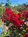 Lagerstroemia 'Dynamite Red'  (Dynamite Red Crape Myrtle)