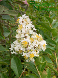 Lagerstroemia 'Natchez'  (White Crape Myrtle)