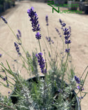 Lavandula angustifolia 'Hidcote Blue'  (English Lavender)