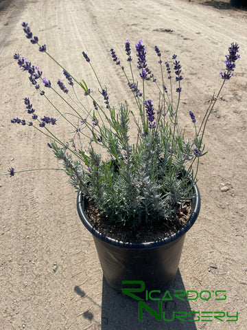 hidcote blue lavender plants Lavandula angustifolia 'Hidcote Blue' (English Lavender) – Ricardo's Nursery