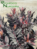 Leucadendron 'Ebony'  (Ebony Conebush)