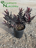 Leucadendron 'Ebony'  (Ebony Conebush)