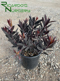 Leucadendron 'Ebony'  (Ebony Conebush)