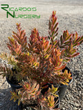 Leucadendron 'Jester'  (Sunshine Conebush)