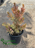 Leucadendron 'Jester'  (Sunshine Conebush)