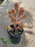 Leucadendron 'Jester'  (Sunshine Conebush)