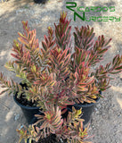 Leucadendron 'Jester'  (Sunshine Conebush)