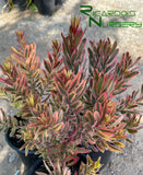 Leucadendron 'Jester'  (Sunshine Conebush)