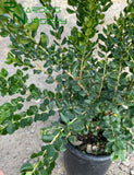 Luma apiculata  (Chilean Myrtle)