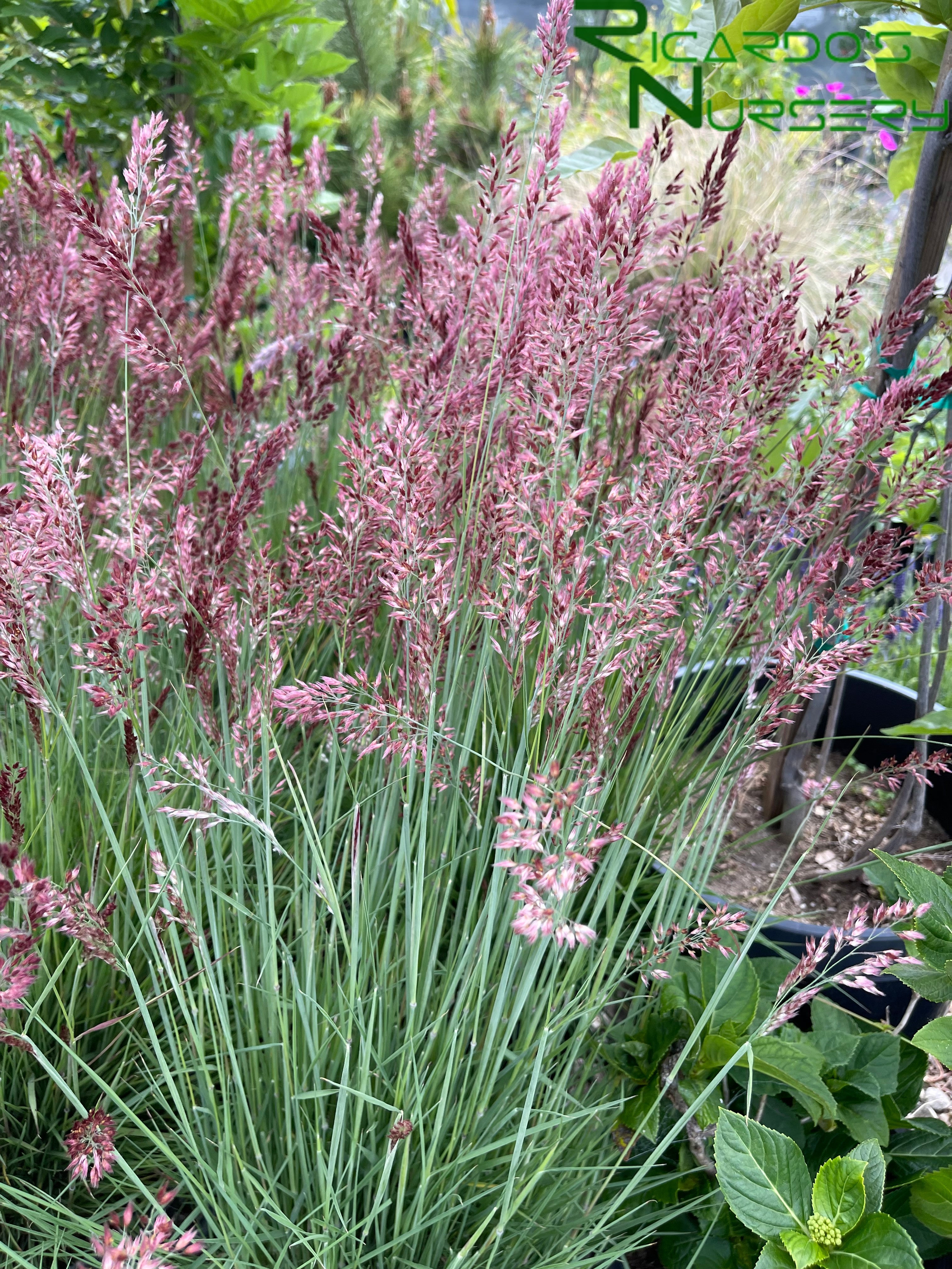 Melinus Nerviglumis Ruby Grass Melinis Nerviglumis – Ruby Grass