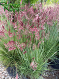 Melinis nerviglumis  (Ruby Grass)