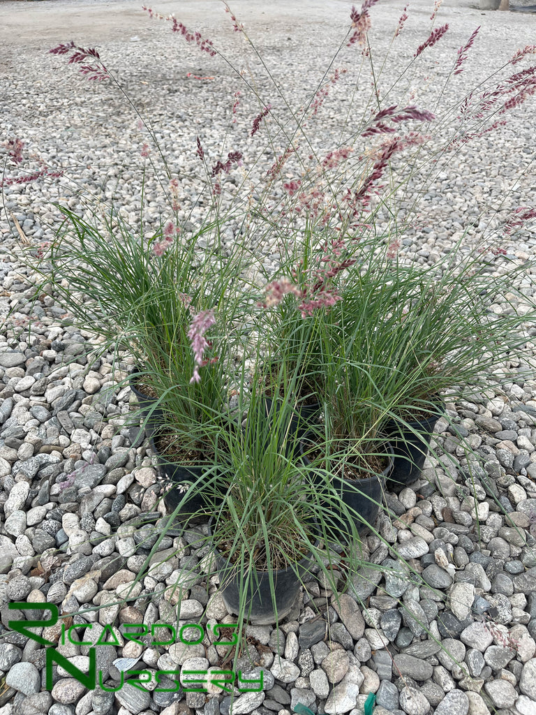 Melinis nerviglumis (Ruby Grass) – Ricardo's Nursery
