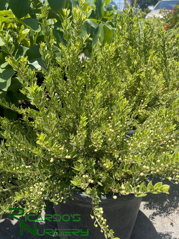 myrtus communis indoor plant Myrtus communis 'Variegata' (Variegated Myrtle) – Ricardo's Nursery