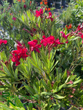 Nerium oleander 'Little Red'  (Dwarf Red Oleander)