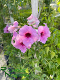 Pandorea jasminoides 'Southern Belle'  (Pink Bower Vine)