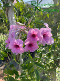 Pandorea jasminoides 'Southern Belle'  (Pink Bower Vine)