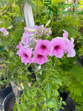 Pandorea jasminoides 'Southern Belle'  (Pink Bower Vine)