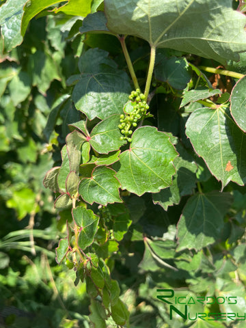 boston ivy indoor plant Parthenocissus tricuspidata (Boston Ivy) – Ricardo's Nursery