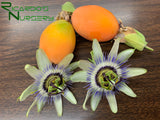 Passiflora caerulea  (Blue Passionflower)