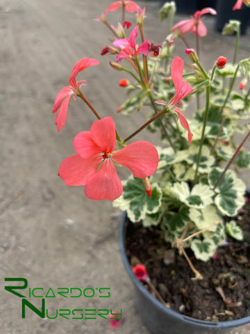 Pelargonium 'Frank Headley'  (Frank Headley Geranium)