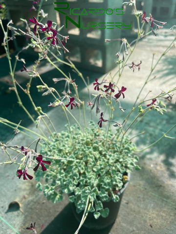 Pelargonium sidoides (Wild Geranium)