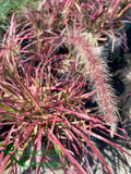 Pennisetum 'Fireworks' (Fireworks Fountain Grass)