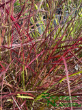 Pennisetum 'Fireworks' (Fireworks Fountain Grass)