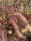 Pennisetum 'Fireworks' (Fireworks Fountain Grass)