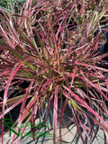 Pennisetum 'Fireworks' (Fireworks Fountain Grass)