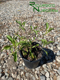 Penstemon pseudospectabilis (Desert Beardtongue)