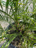 Phoenix roebelenii  (Pygmy Date Palm)