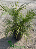 Phoenix roebelenii  (Pygmy Date Palm)